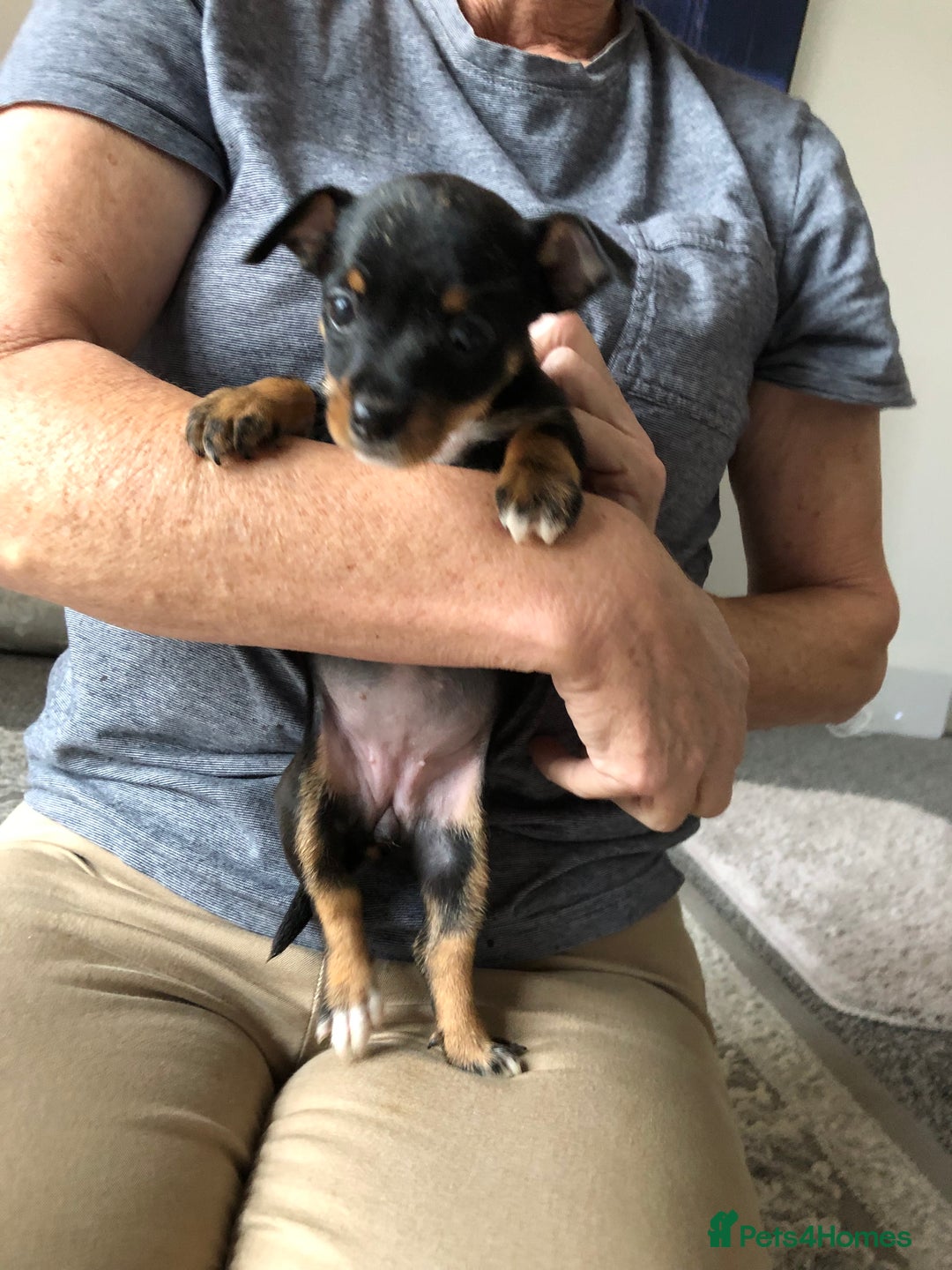 Jack Russell dogs for sale: Jack Russell pups - Image 6