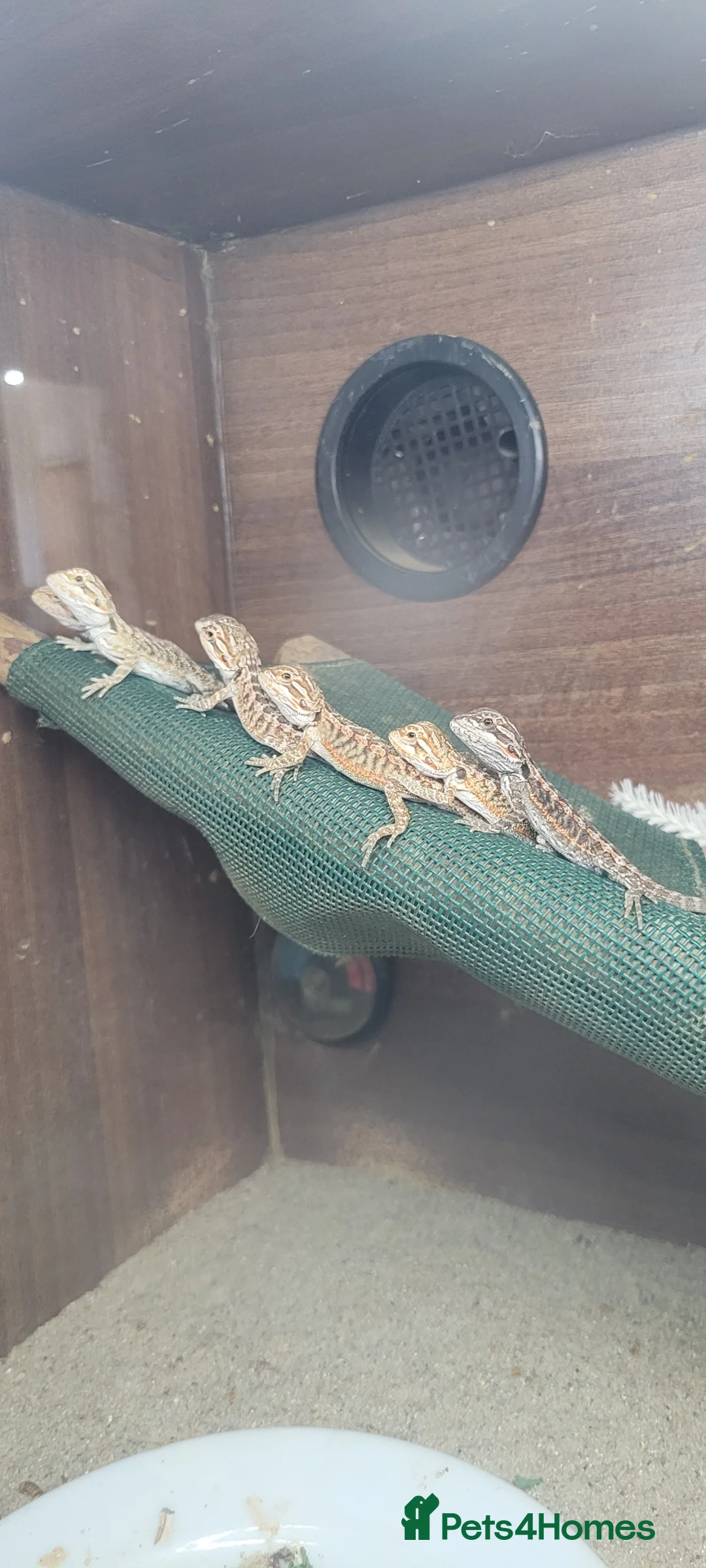 Bearded Dragon reptiles for sale: Baby bearded dragon  - Advert 2