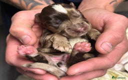 Cocker Spaniel dogs for sale: Merle cocker spaniels  - Image 18
