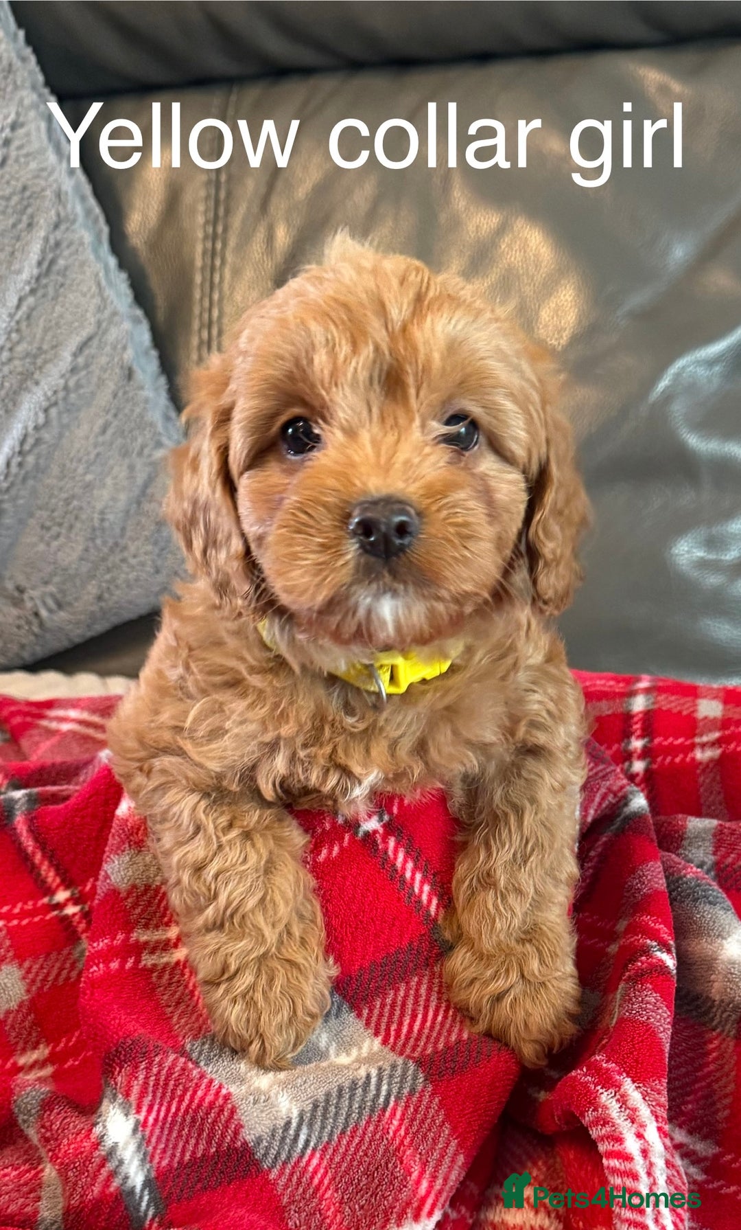 Cockapoo dogs for sale: F1 Cockapoo Puppies - Image 7