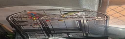 Parrots birds for sale: Boba the alexandrine in Nottingham - Advert 5