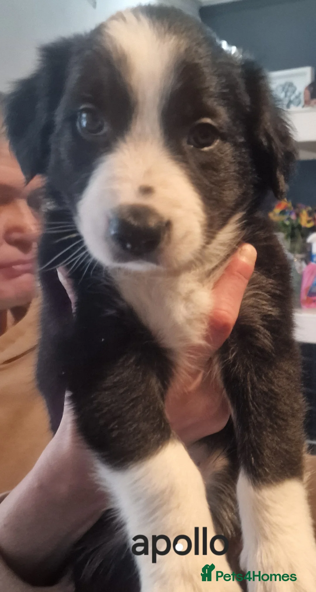 Border Collie dogs for sale: Border collie pups for sal3 - Advert 7