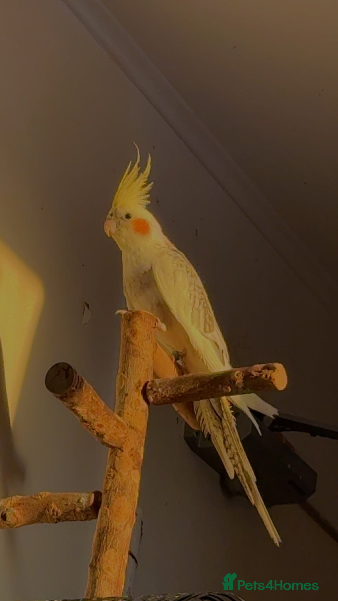 Cockatiels birds Cockatiels for sale Birmingham  - Advert 1
