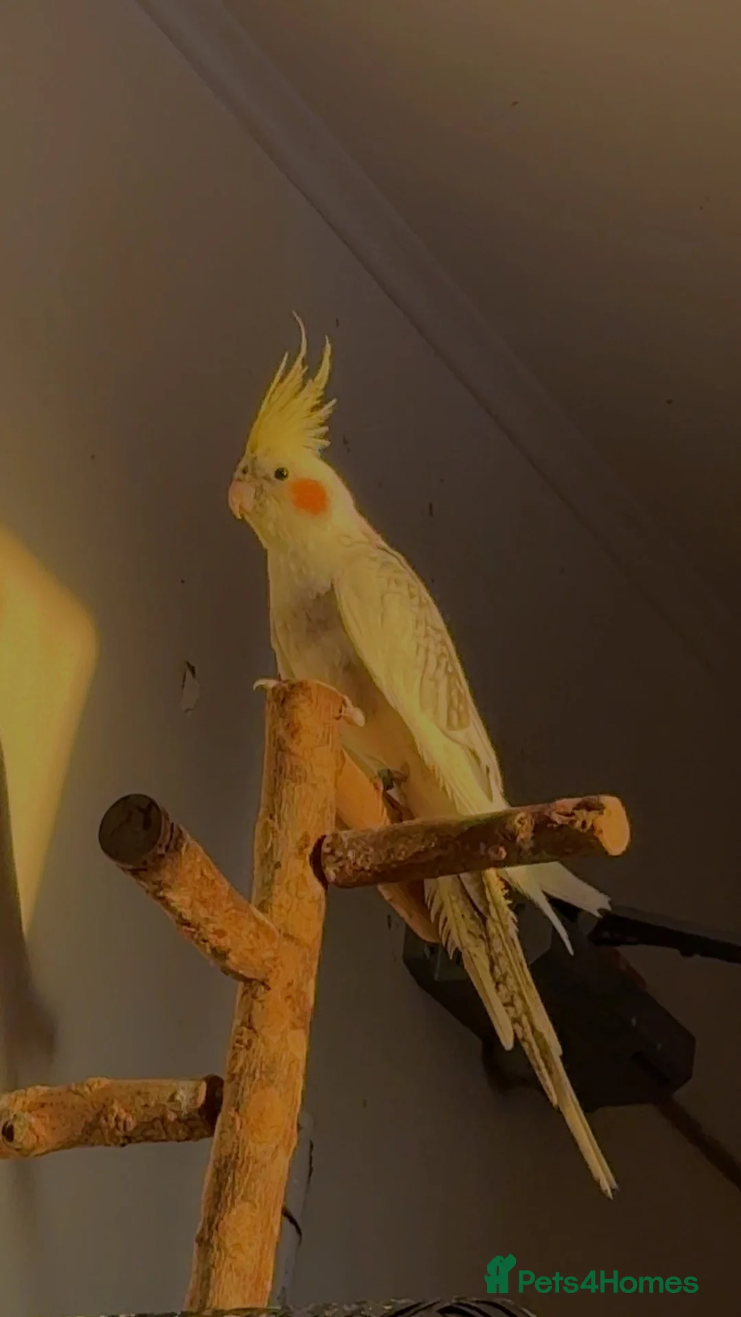 Cockatiels birds for sale: Cockatiels for sale Birmingham  in Birmingham - Advert 1