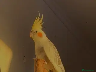 Cockatiels birds Cockatiels for sale Birmingham - Advert 1