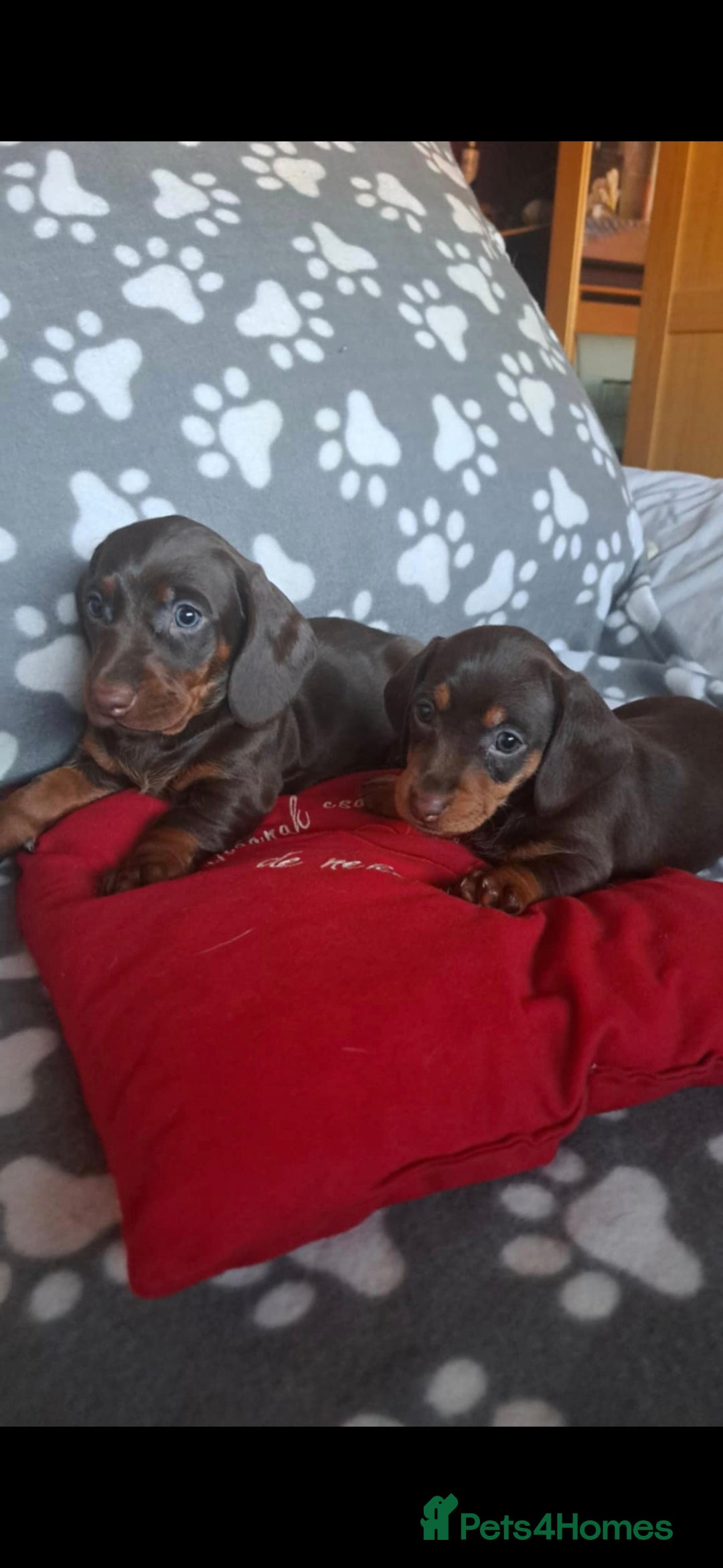 Dachshund dogs for sale: Beautiful Dachshund Puppies - Advert 38