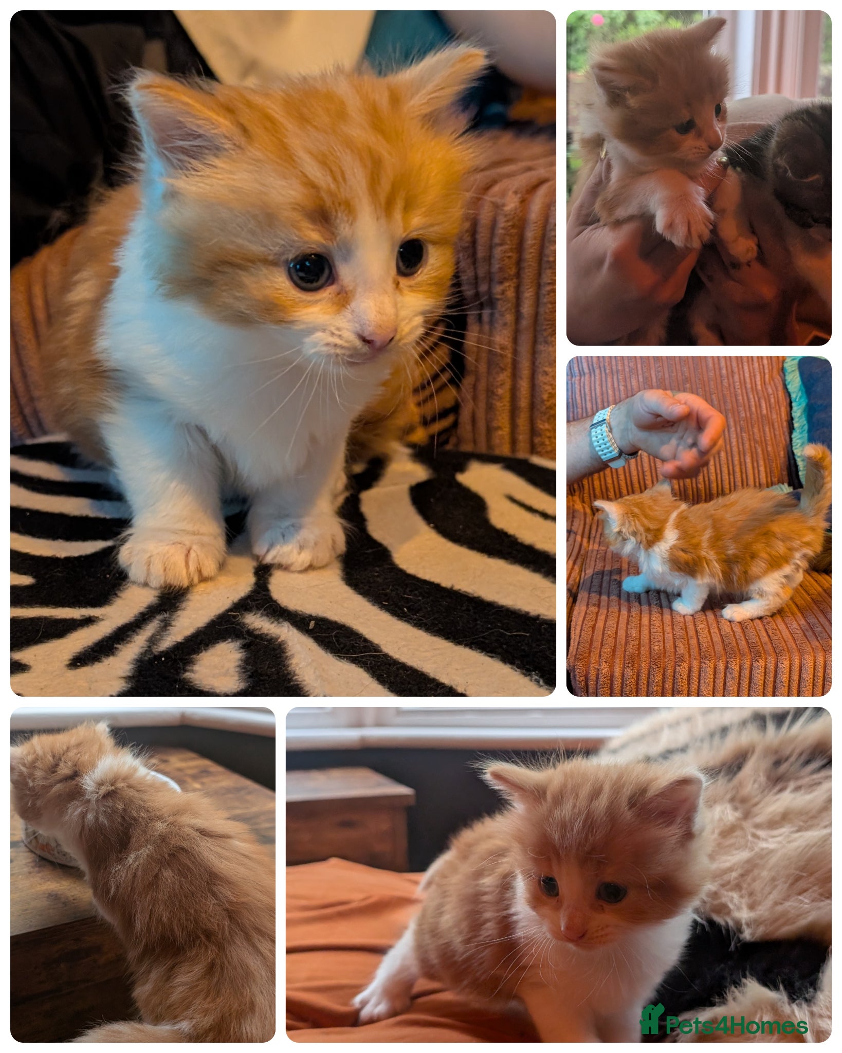 Turkish Angora cats for sale: Turkish Angora Mix boys  - Advert 2