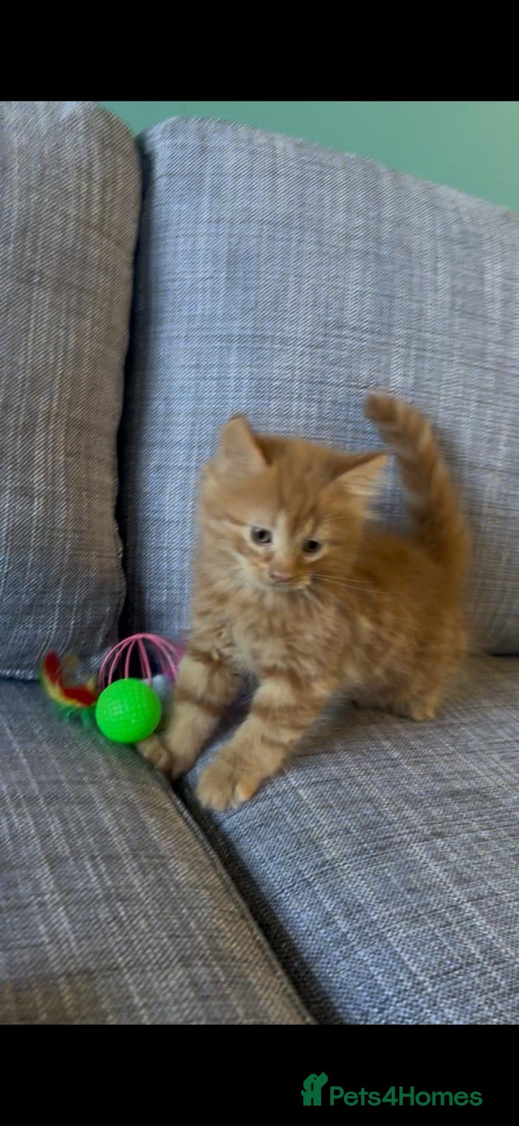 Mixed Breed cats for sale: Mixed Breed - Advert 10