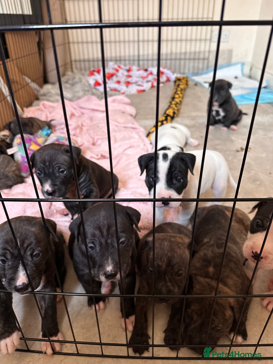 Mixed Breed dogs for sale: American bulldog X staffy 🏡 - Image 19
