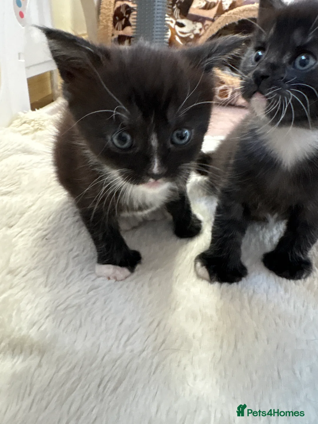 Maine Coon cats for sale: Polydactyl Maincoon cross  - Advert 2