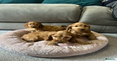 Cockapoo dogs - Advert 8