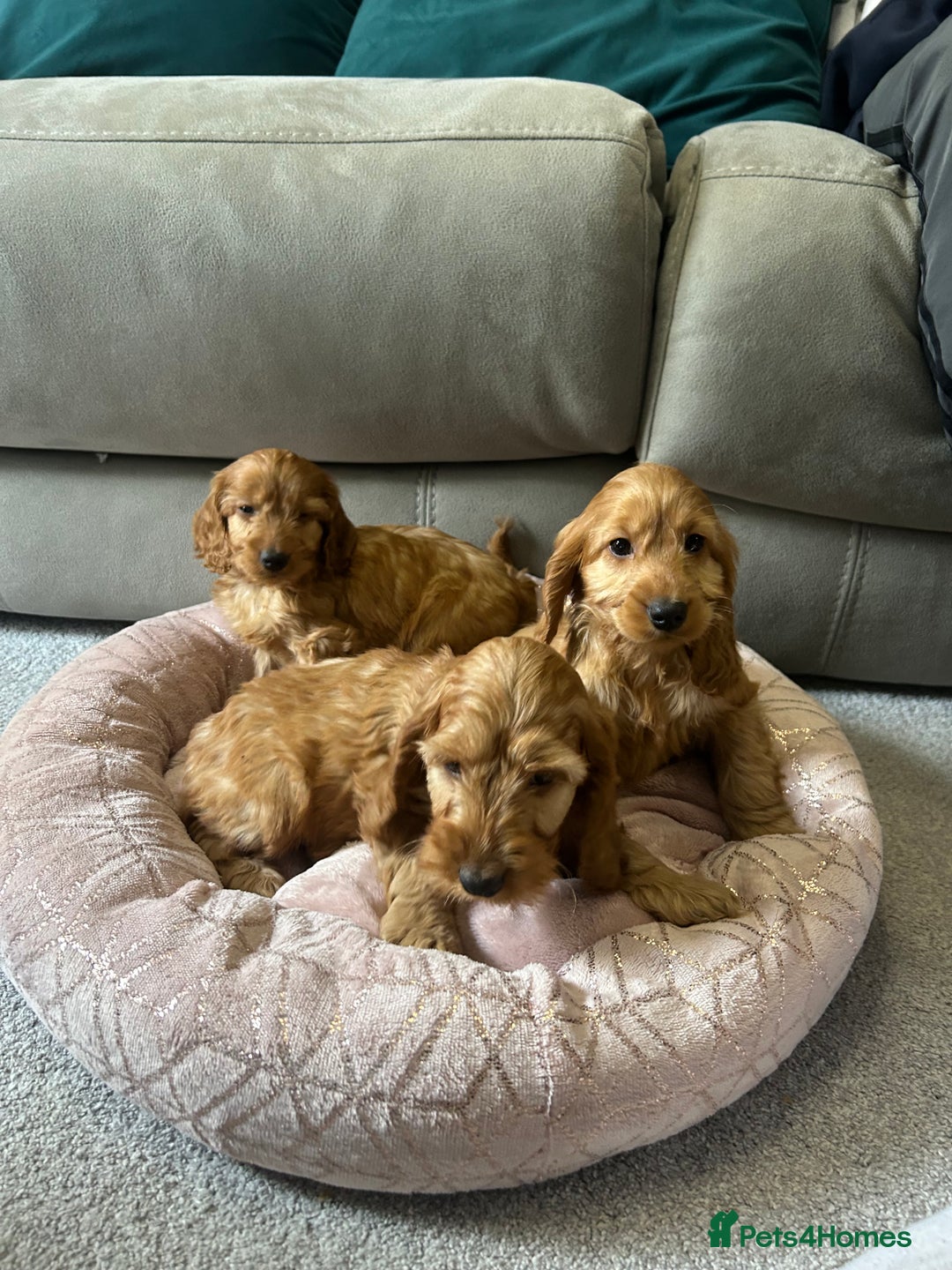 Cockapoo dogs for sale: Cockapoo puppies  - Image 3