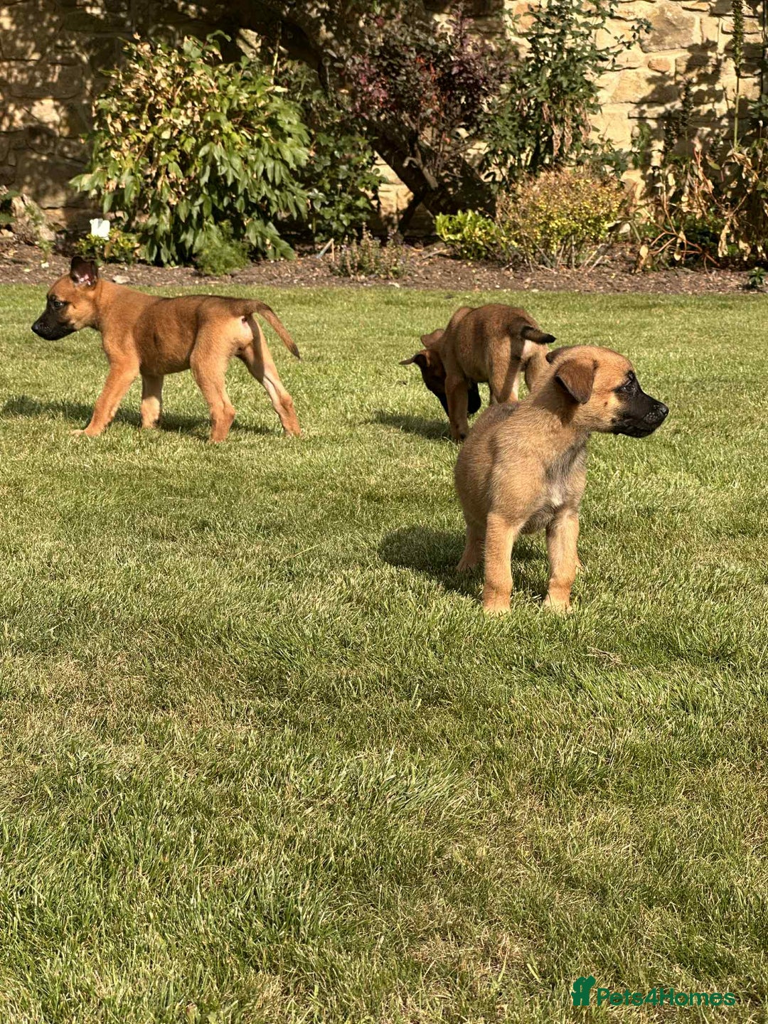 Belgian Shepherd Dog dogs for sale: KC registered Belgian Malinois Puppies - Image 4