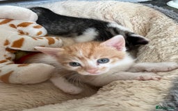 British Shorthair cats for sale: Shorthairs Uk Cat  - Image 19