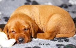 Labrador Retriever dogs for sale: Fox red labrador pups for sale - Image 14