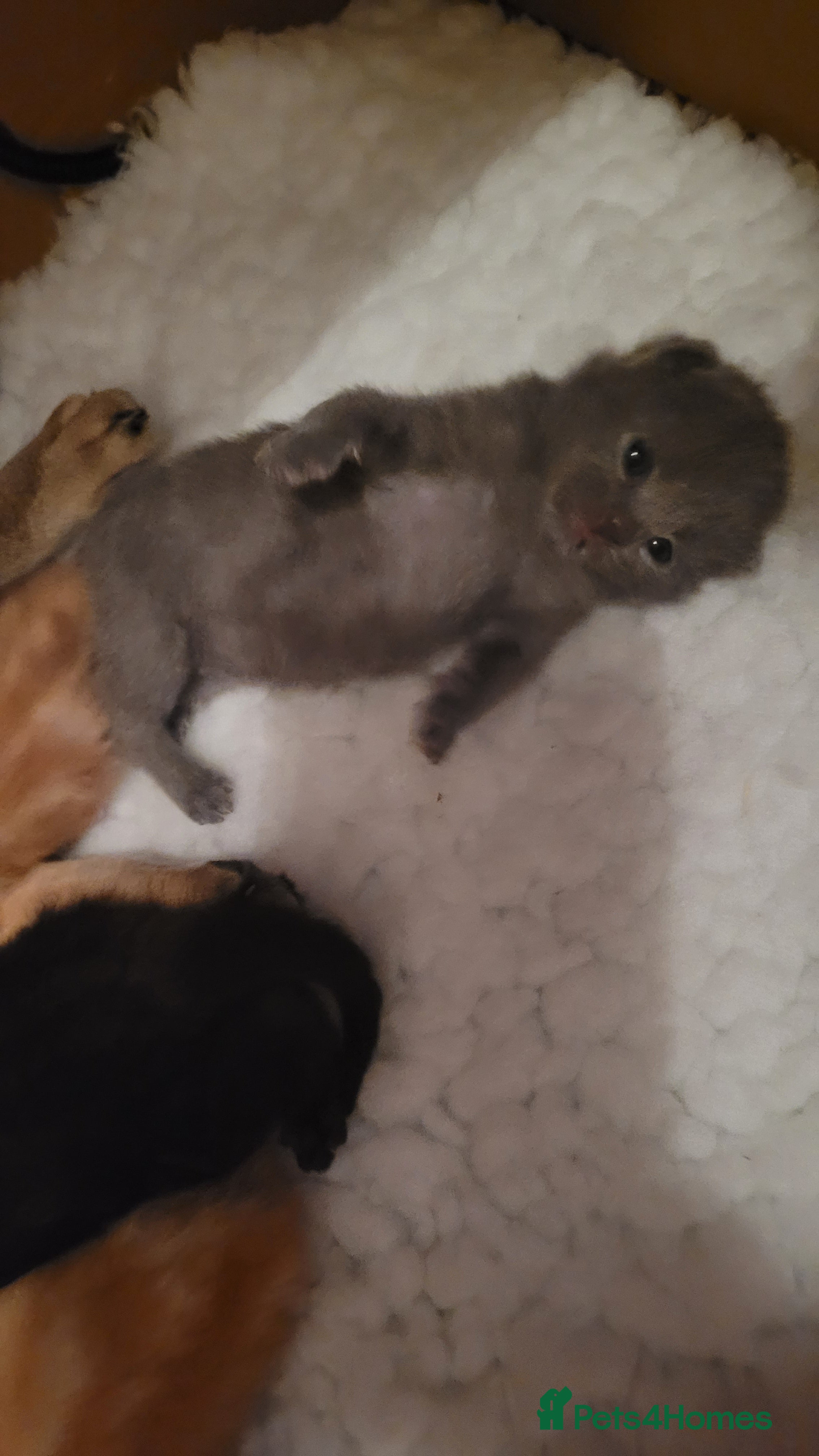 British Shorthair cats 5 beautiful bsh kittens  - Advert 1