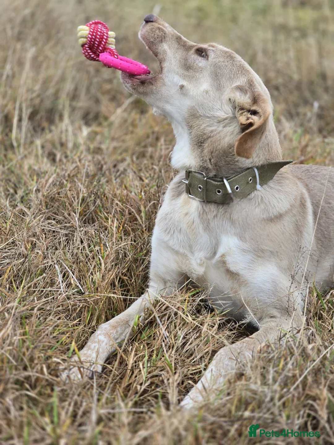 Mixed Breed dogs for adoption: URGENT: ❤️Jena❤️- amazing a 1 year old girl - Advert 11