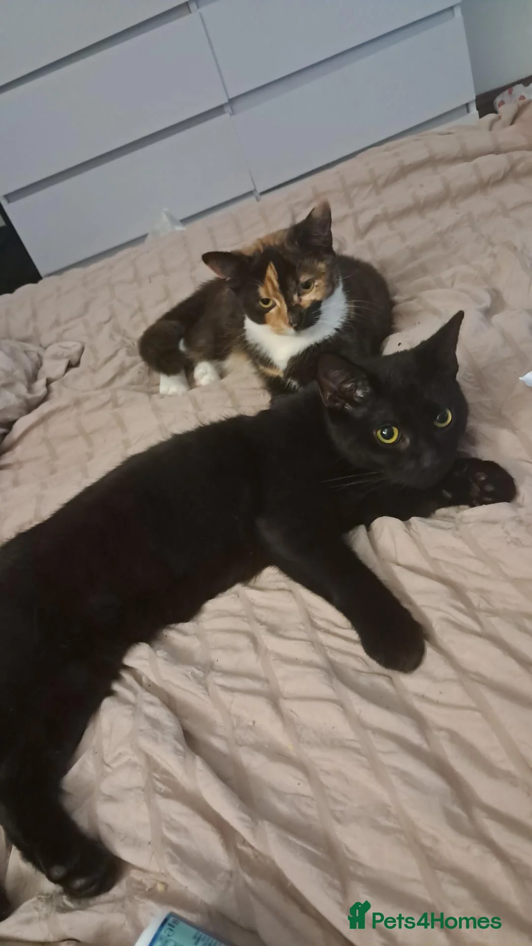 Mixed Breed cats for sale: 8 month old black kitten - Advert 4