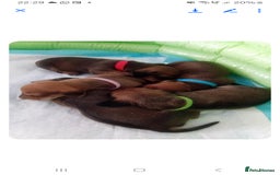 Dachshund dogs for sale: Beautiful miniature dachshund puppies - Image 4