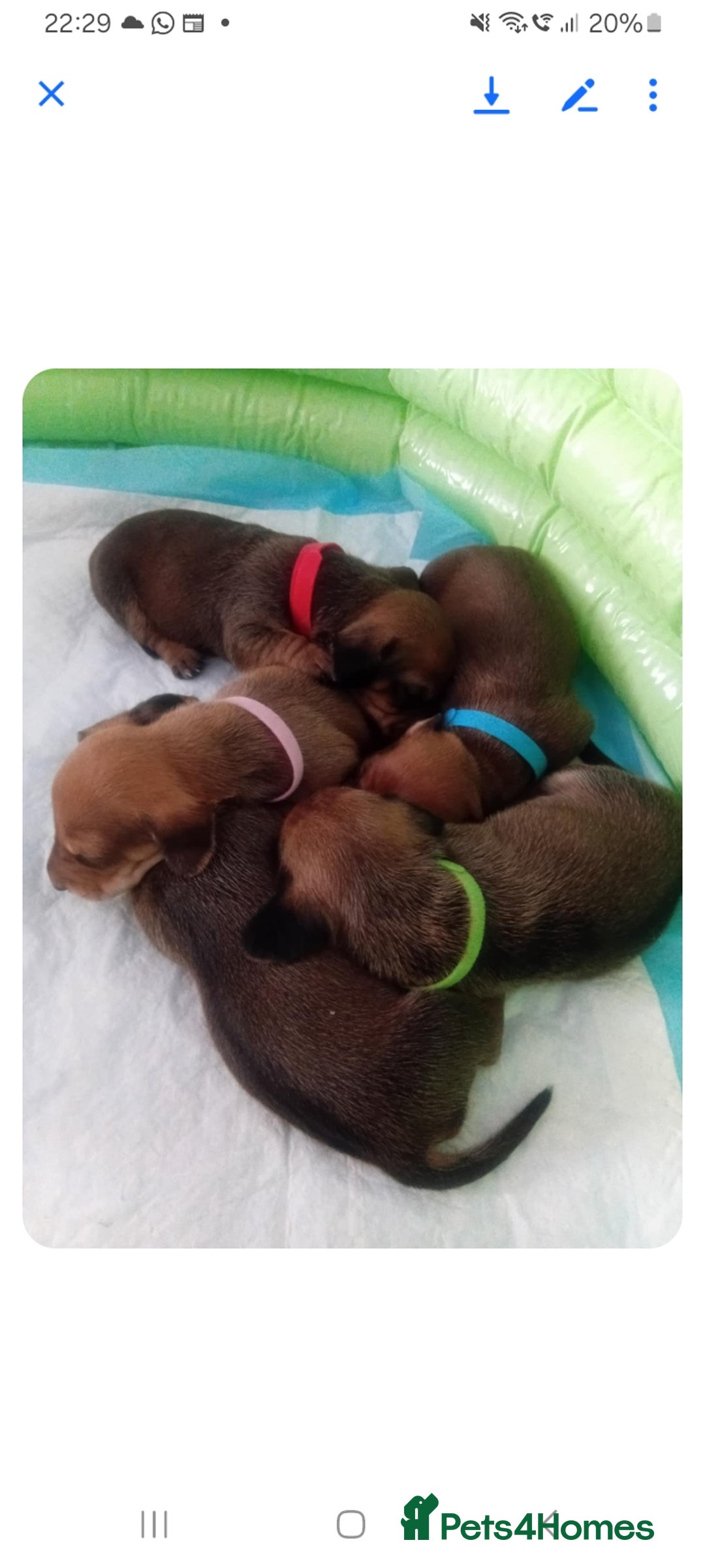 Dachshund dogs for sale: Beautiful miniature dachshund puppies - Image 4