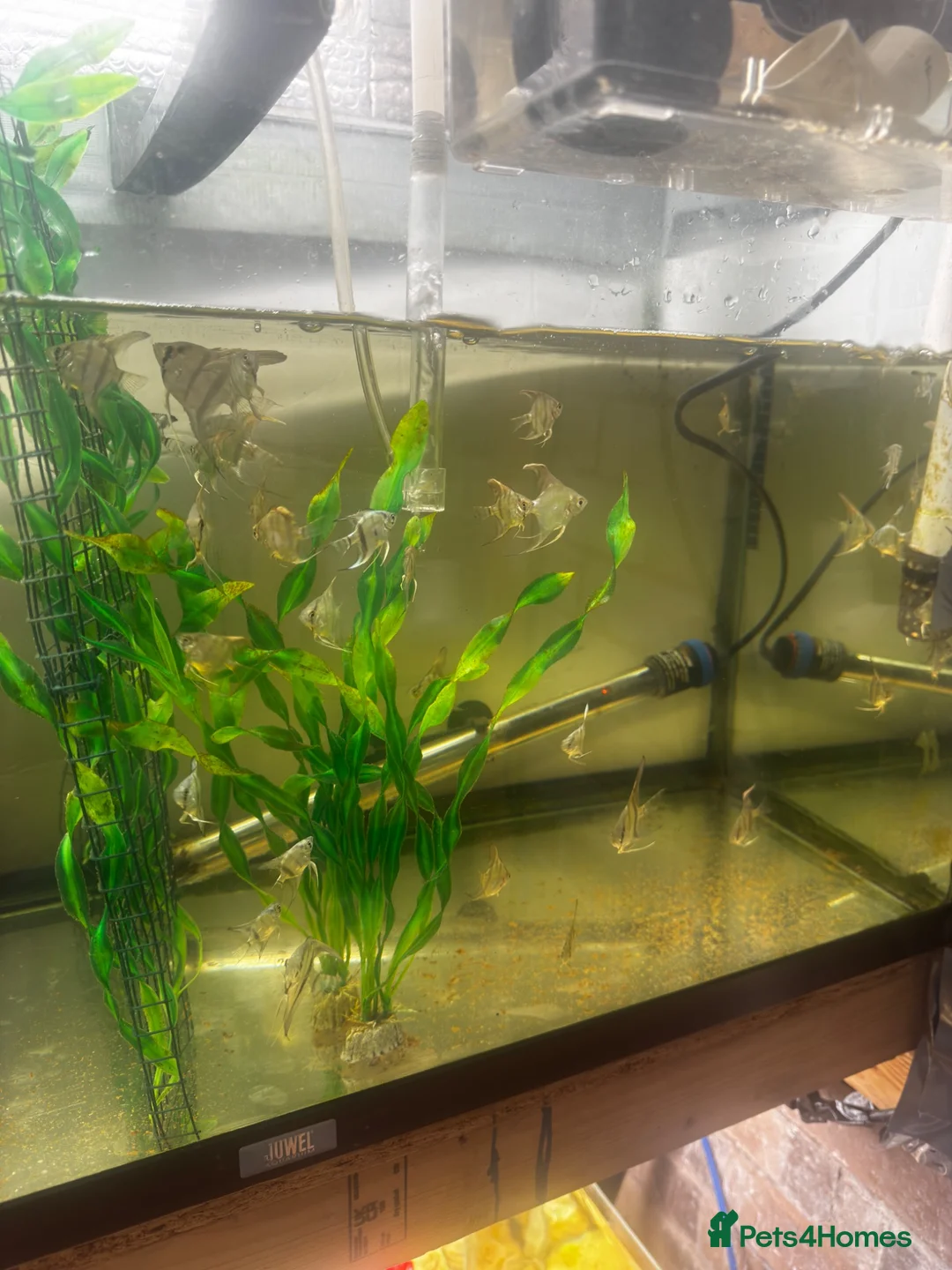 Angelfish fish for sale: Adults breeding pair and small babies for sale  - Advert 6