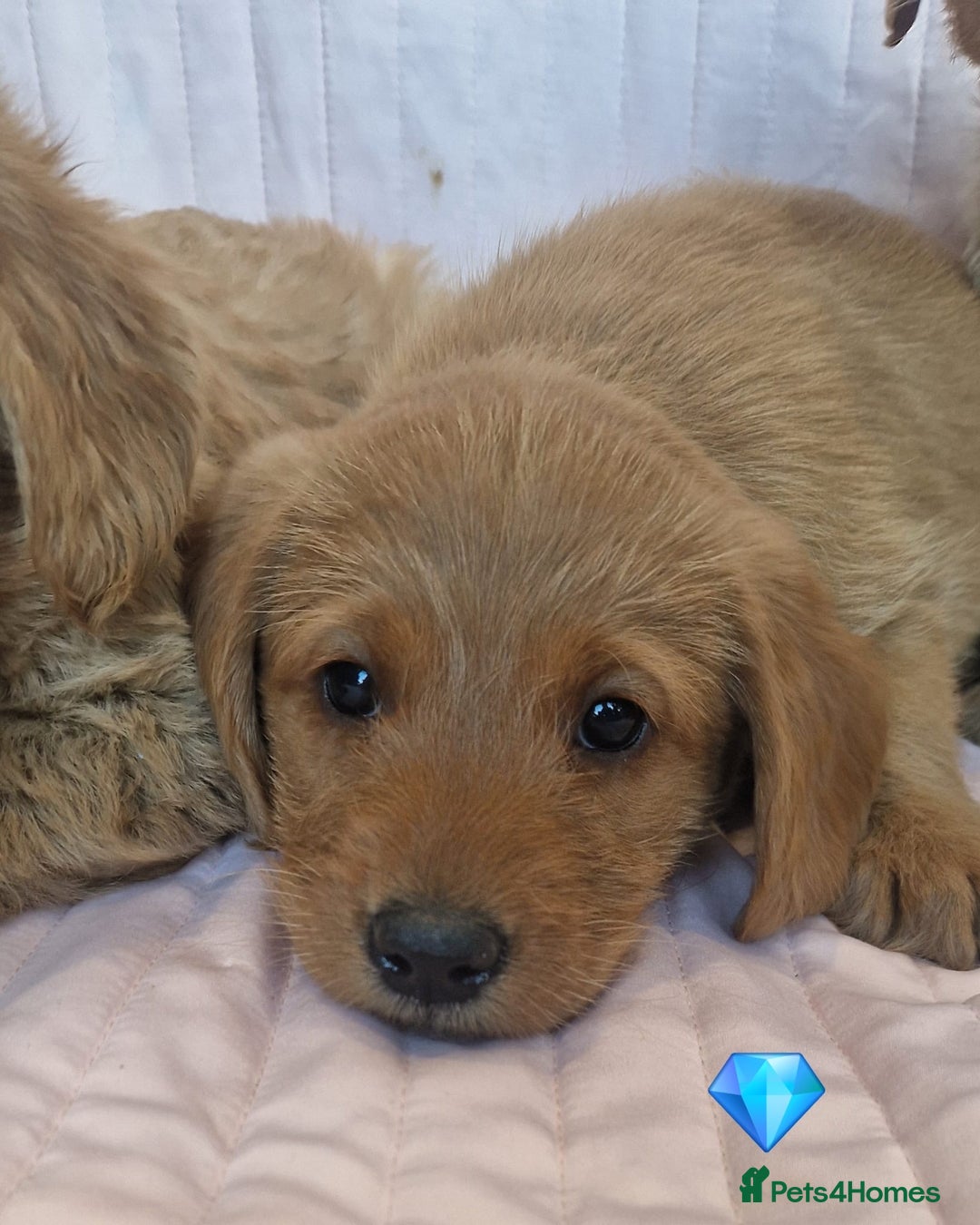 Labradoodle dogs for sale: Beautiful F1 Labradoodles - Advert 13