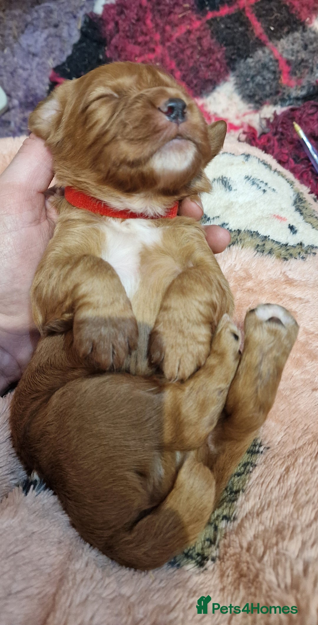 Cocker Spaniel dogs for sale: KC Registered Fox Red Working Cocker Spaniel Pups - Advert 10