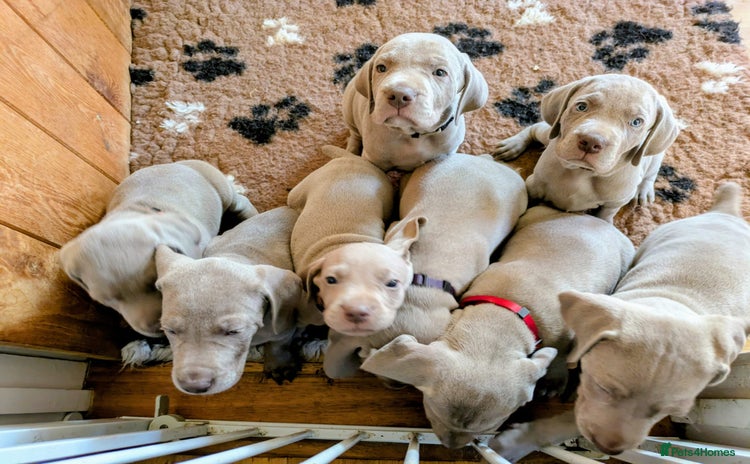 Weimaraner dogs - Advert 4