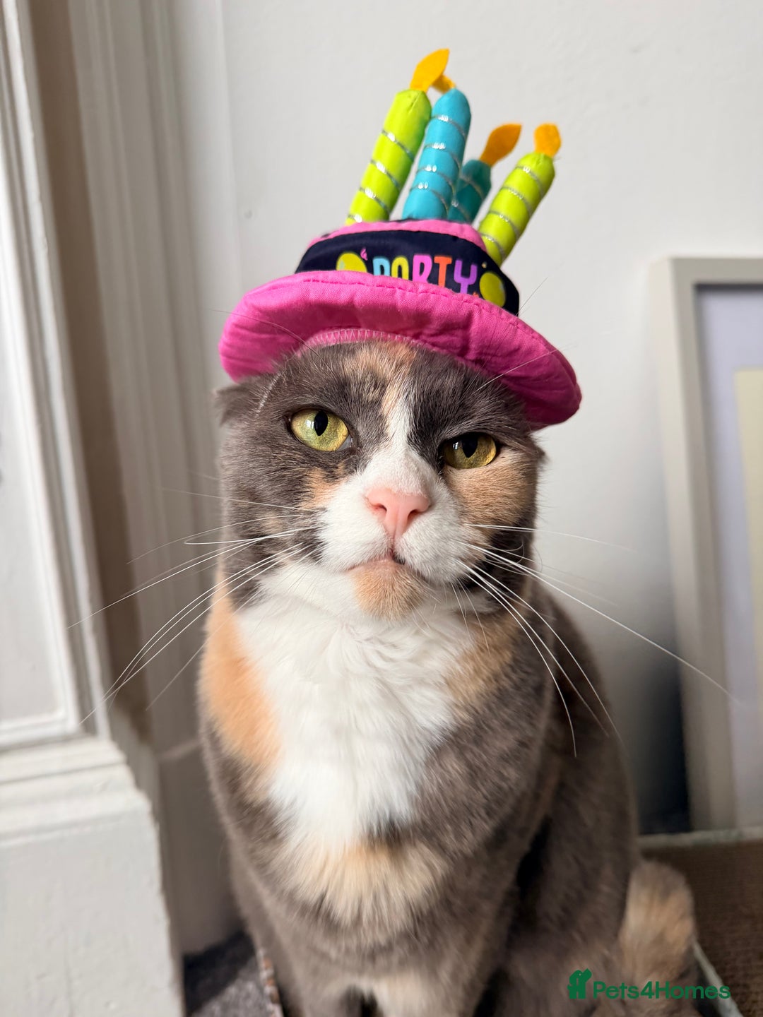 Mixed Breed cats for sale: Luna 🤍 5yrs old  - Advert 2