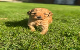 Miniature Poodle dogs for sale: KC registered Miniature Red poodles for Sale - Image 1