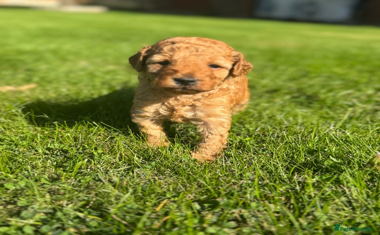 Miniature Poodle dogs - Advert 3