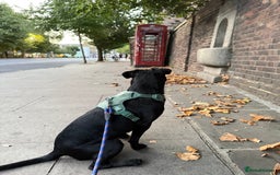 Mixed Breed dogs for sale: Lovely dog  - Image 2