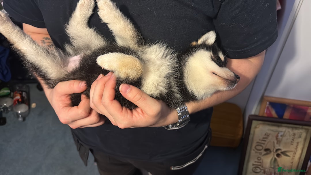 Pomsky dogs for sale: F4 tiny pomsky pups REDUCED need homes now - Advert 4