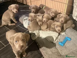 Labrador Retriever dogs Adorable KC (SILVER) labrador retriever puppies - Advert 19