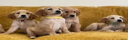 Golden Retriever dogs for sale: Quality litter of KC reg Golden Retriever puppies - Advert 28