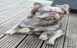 French Bulldog dogs for stud: New shade fluffy merle  in Sheffield - Image 3
