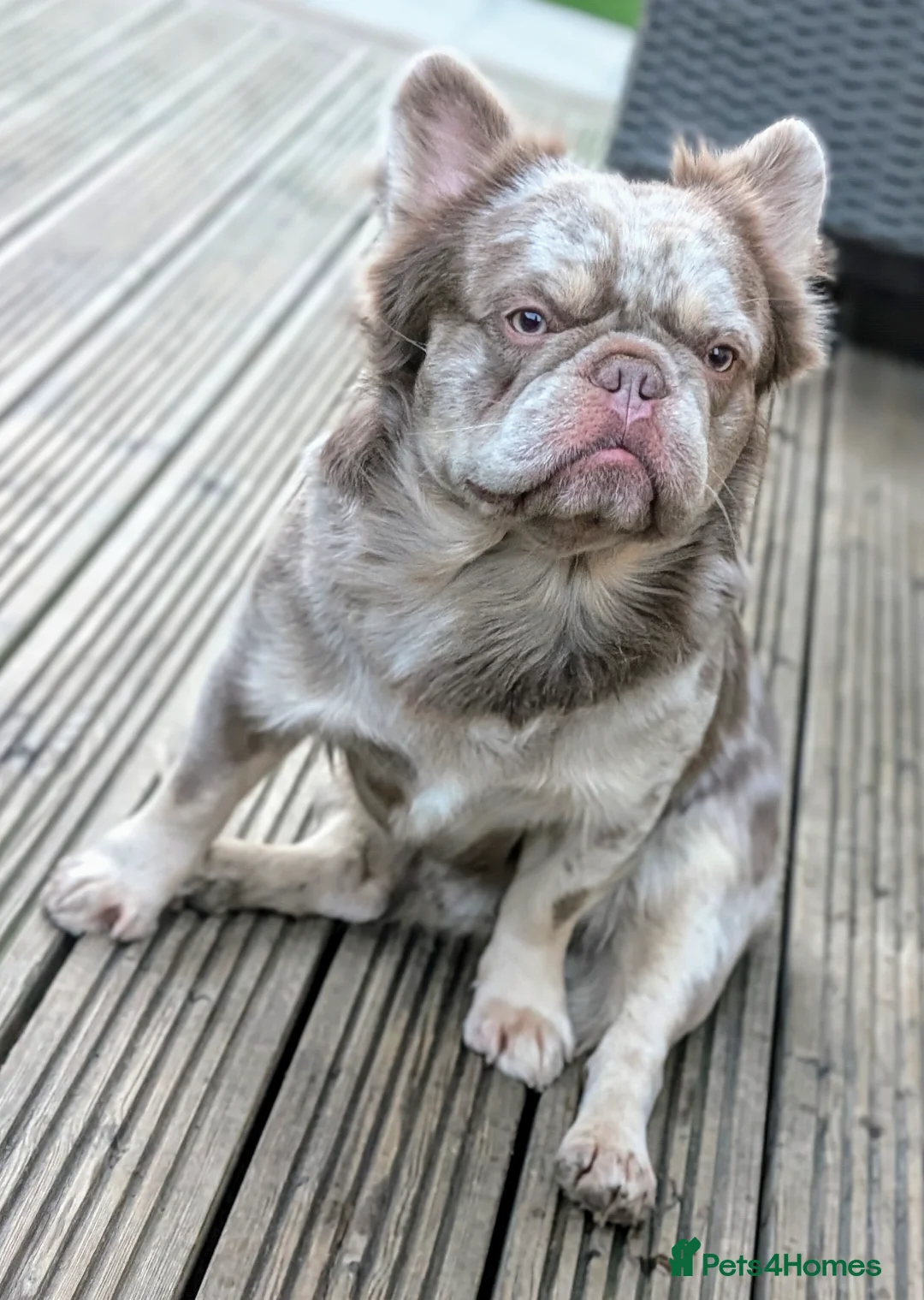 French Bulldog dogs for stud: New shade fluffy merle  in Sheffield - Advert 3