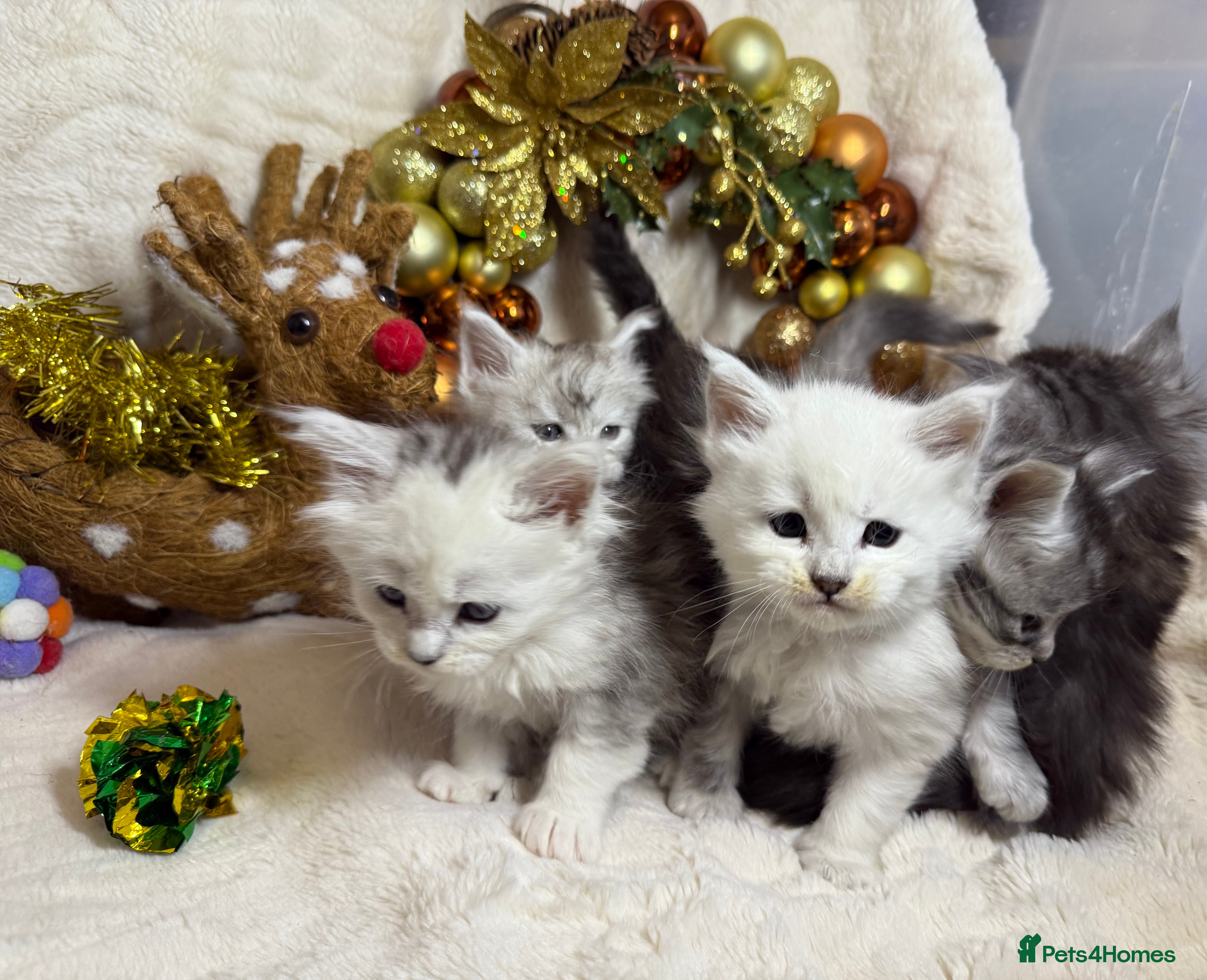 Maine Coon cats 🏅❤️Champ blood beautiful Mainecoone kittens 🏅 - Advert 3