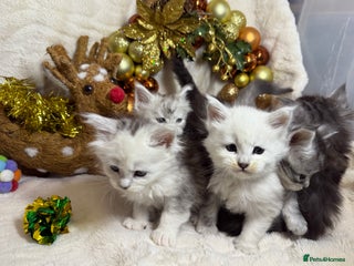 Maine Coon cats 🏅❤️Champ blood beautiful Mainecoone kittens 🏅 - Advert 3