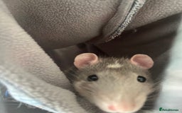 Rat rodents for sale: 2 male rats + cage and accessories  - Image 3