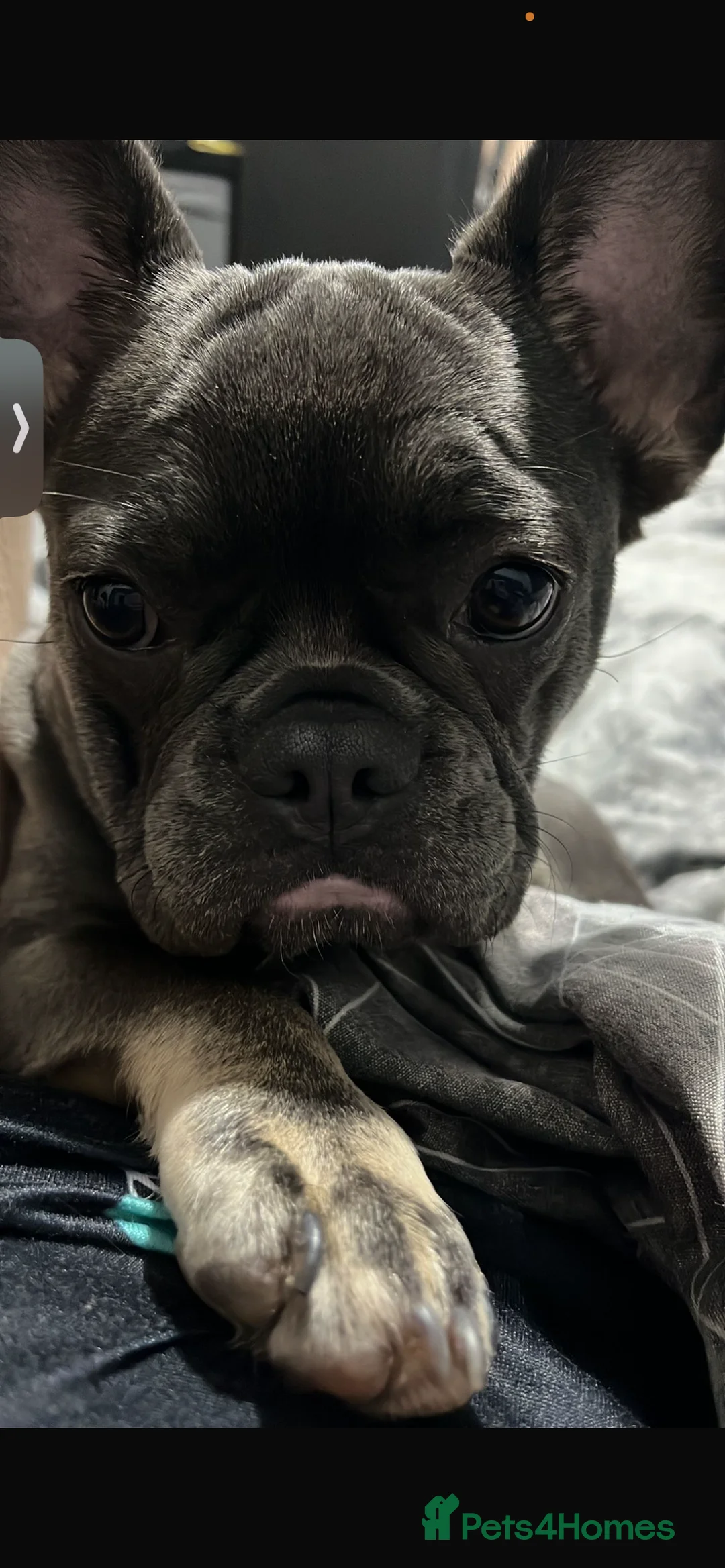French Bulldog dogs for sale: French bull dog  - Advert 2