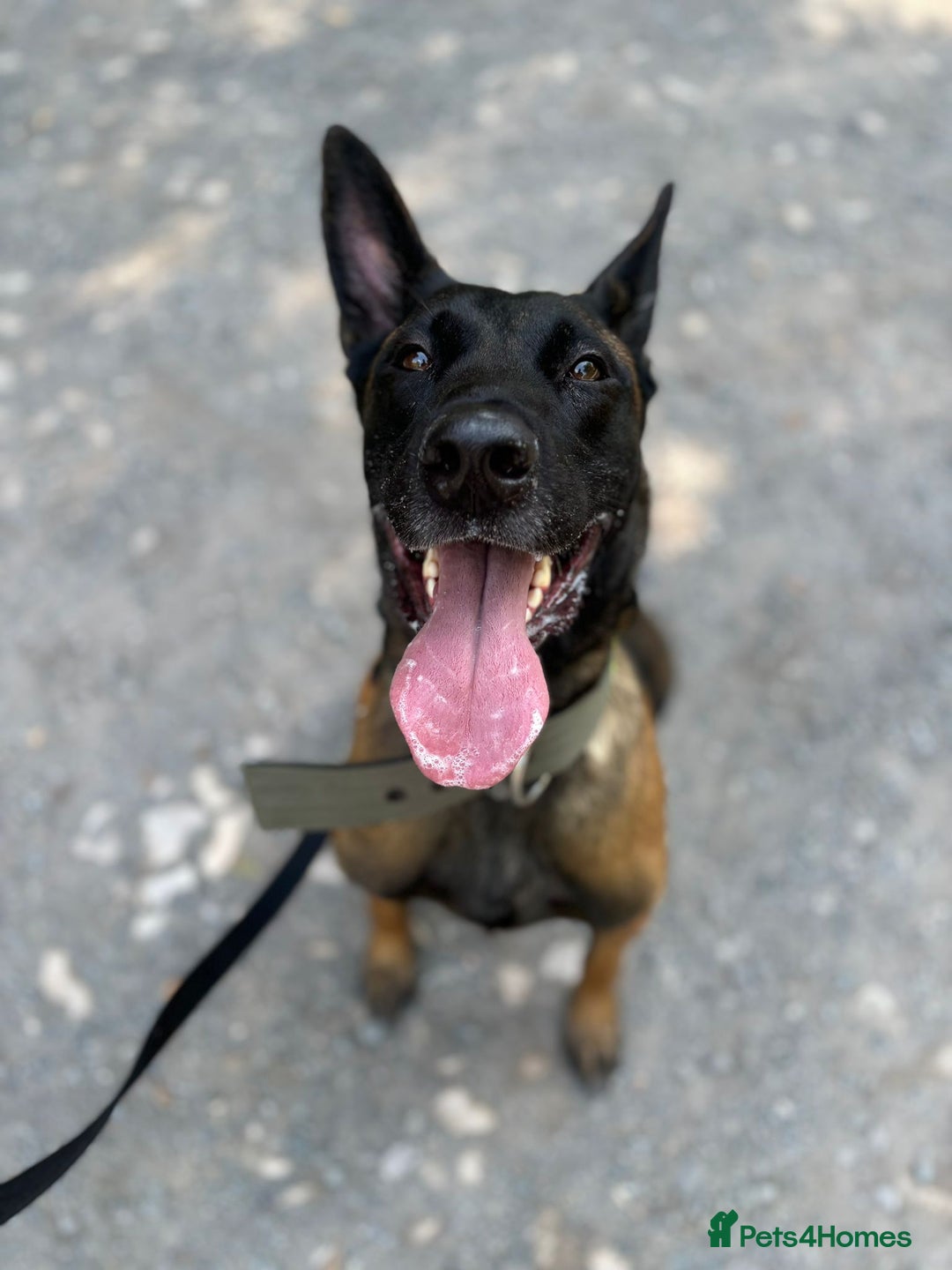 Belgian Shepherd Dog dogs for sale: Belgian Malinois x Dutch - Female 4 Yrs - Image 8