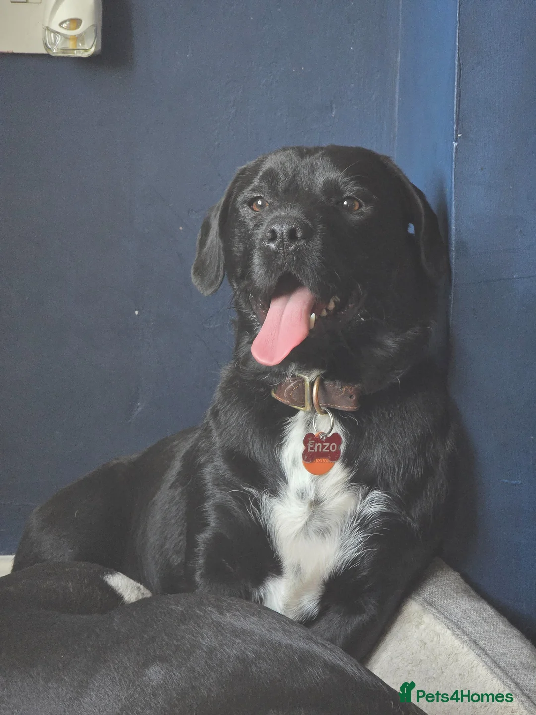 Mixed Breed dogs for sale: Enzo ❤️  in Rugby - Advert 1