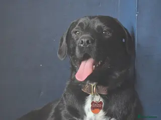 Mixed Breed dogs Enzo ❤️ - Advert 2
