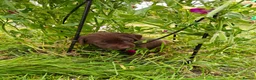 Labrador Retriever dogs for sale:  Gorgeous Female Pedigree Choccy Lab - 1 left! - Advert 8