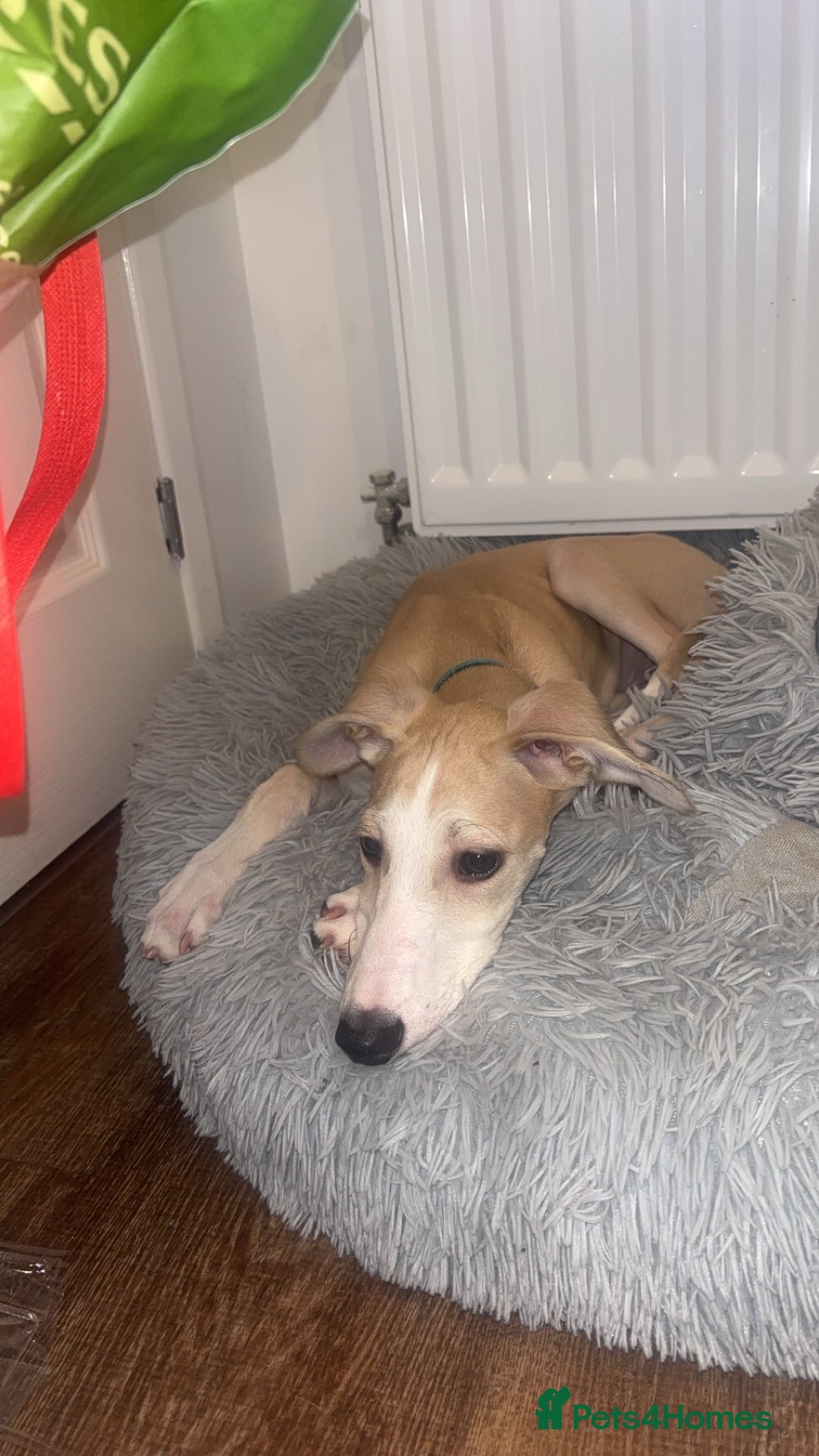 Lurcher dogs for sale: Puppy Male Lurcher - Advert 3