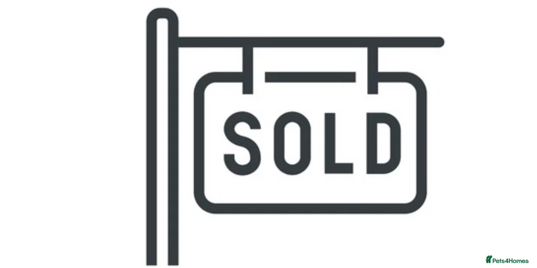 Parson Russell dogs for sale: Parson Pup - Advert 19