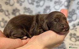 Cocker Spaniel dogs for sale: 🐾 KC Reg - Working Cocker spaniel DNA Tested 🧬 - Image 4