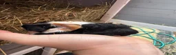 Guinea Pig rodents for sale: 3 boys - Advert 3