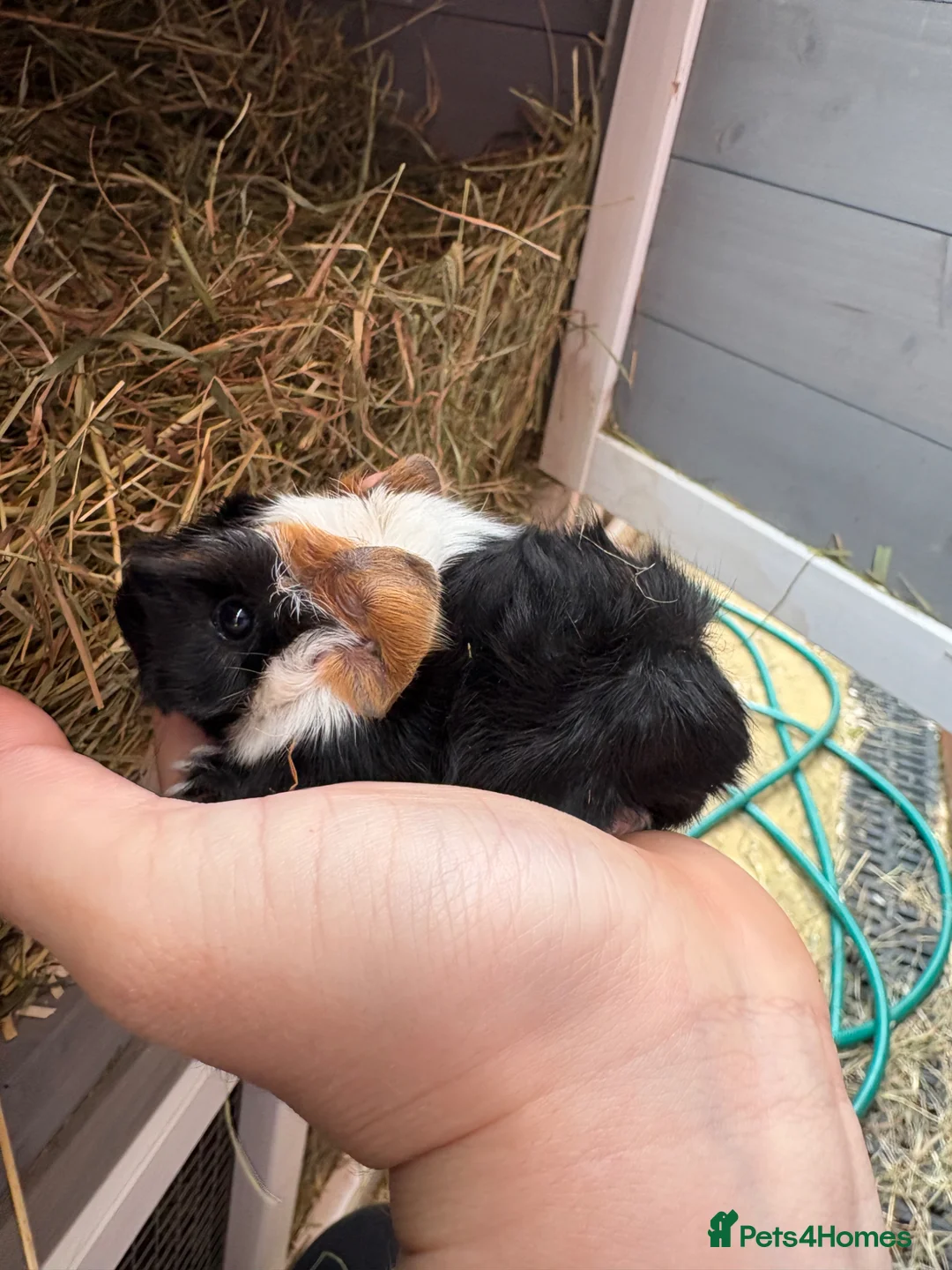 Guinea Pig rodents for sale: 3 boys - Advert 3
